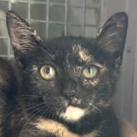 ninja, chatte à adopter