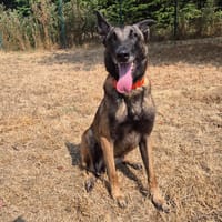 GHOST, chien à adopter