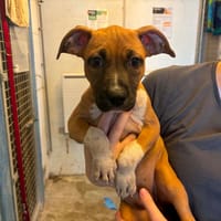 June, chienne à adopter