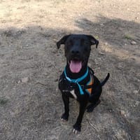 KURO, chien à adopter