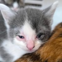 ELAZAR, chat à adopter