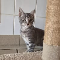 Manny, chatte à adopter