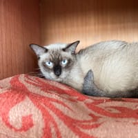 Zeus, chat à adopter