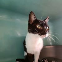 CARACAS QCT, chatte à adopter