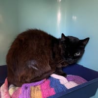 PACHA QCT, chat à adopter