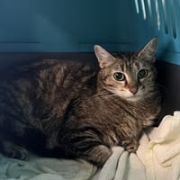 ALBA QCT, chatte à adopter