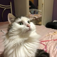 MAESTRO, chat à adopter