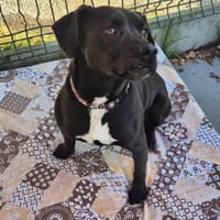 marcus, chien à adopter