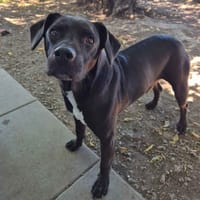 marcus, chien à adopter