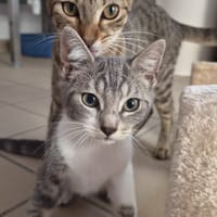 Sidonie, chatte à adopter