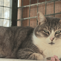 VIRGULE, chatte à adopter