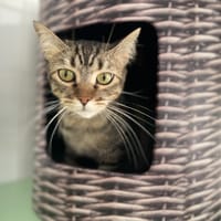 Mimine, chatte à adopter