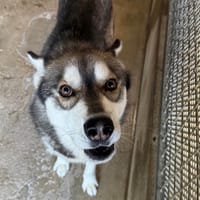 MUSTANG OAA20107, chien à adopter