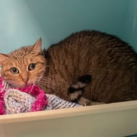 PAPRIKA QCT, chatte à adopter
