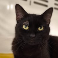 BRENDY, chatte à adopter