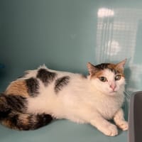 CANDY QCT, chatte à adopter