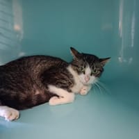 SPEARS QCT, chatte à adopter