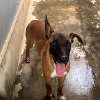 MILTON OAA2019, chien à adopter