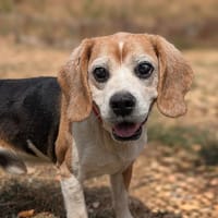 ROX, chien à adopter
