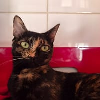 DOUCETTE, chatte à adopter