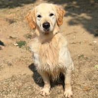 Pady CAA15818, chien à adopter
