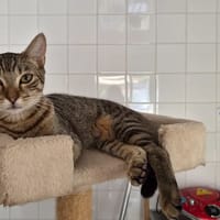 FANTASIA, chatte à adopter