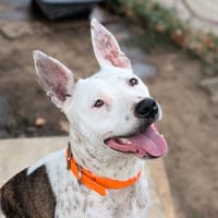Ruby, chienne à adopter