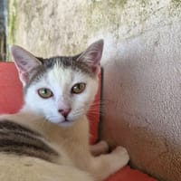 PETUNIA, chatte à adopter