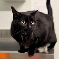 MIKO (FIV+), chat à adopter