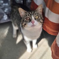 alfred, chat à adopter