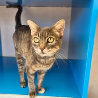 BELLA, chatte à adopter
