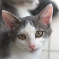 BOGOTA, chat à adopter