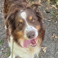 OSCAR, chien à adopter