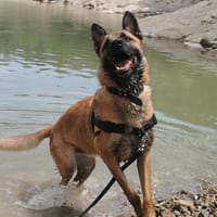 RASKO, chien à adopter