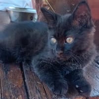 Slow, chat à adopter