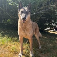 KESTA, chienne à adopter