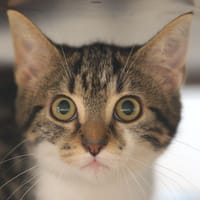 FIFI, chatte à adopter