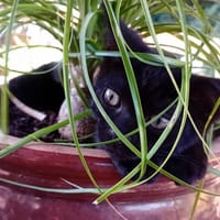 Swing, chat à adopter