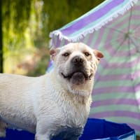 SIMBA OAA20019, chien à adopter
