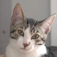GRIBOUILLE, chatte à adopter