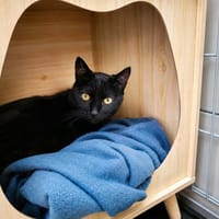 ANUATO QCT, chat à adopter