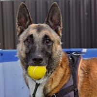 SULTAN, chien à adopter