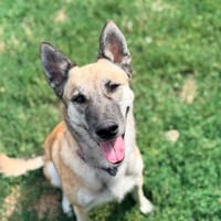 ULYSSE, chienne à adopter
