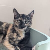 GRIBOUILLE, chatte à adopter