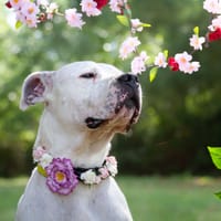 OLYMPE (réservé) OAA19781, chien à adopter