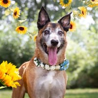 HOUTCH (réservé), chien à adopter