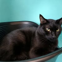 BOTOX QCT, chat à adopter