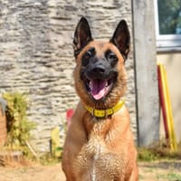MUZO, chien à adopter