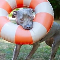 MAGNUM, chien à adopter