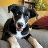 Selkie, suczka do adopcji